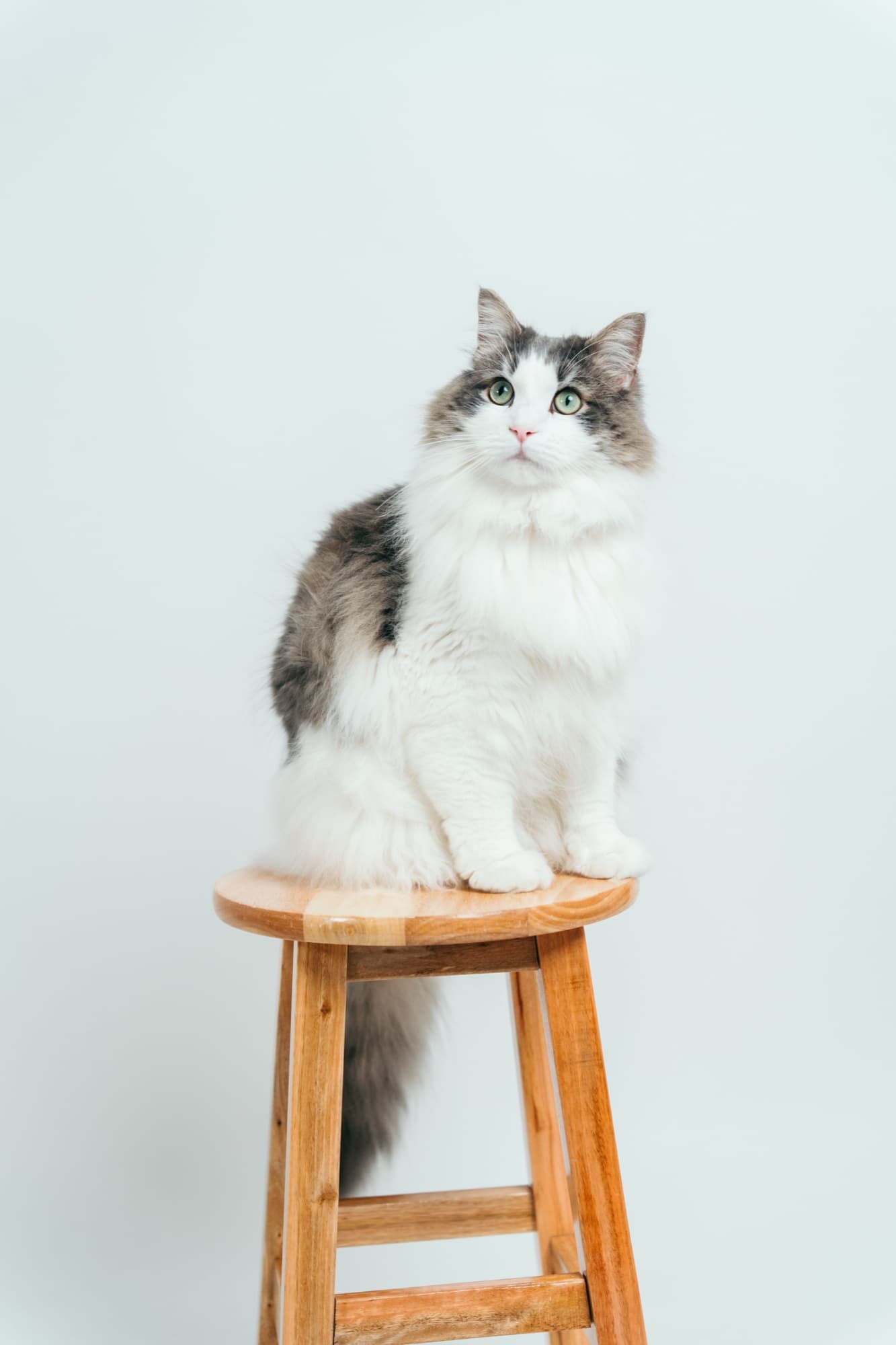 猫カフェのような空間で リラックスして撮影